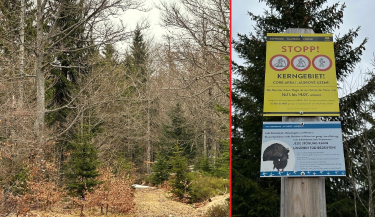 Na tajemnou cestu vedoucí k přechodu Modrý sloup se z německé strany podíváte jen od zákazové cedule. Je uzavřena z důvodu ochrany tetřeva až k přechodu v době od 16. 11. do 14. 7. Z české strany se k tomuto území ze stejného důvodu nedostanete celoročně
