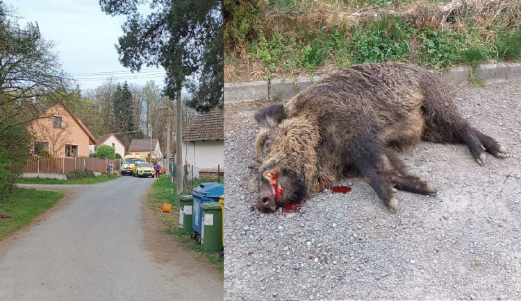Divočák zaútočil na muže, který ho chodil krmit. Prase napadenému způsobilo těžké zranění a uteklo do města