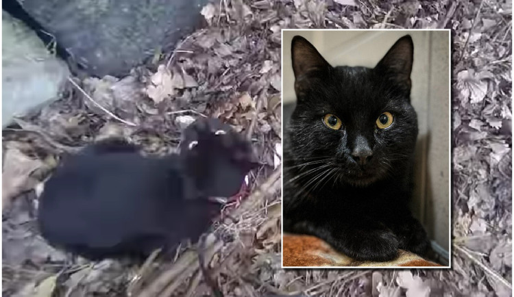 VIDEO: Desetiletá holčička pomohla zachránit kocoura, zamotal se do křoví a zoufale mňoukal