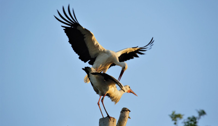 Zapojte se do sledování a sčítání čápů na jejich hnízdech napříč celou republikou