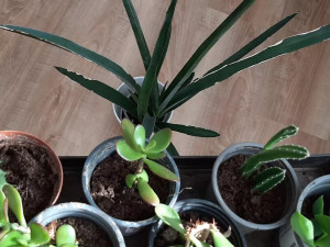 Semínkovnu v knihovně si čtenáři zamilovali, teď si tam budou moci s ostatními vyměnit i své pokojovky