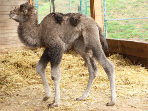 Velbloudí stádo v plzeňské zoo se rozrostlo o dva členy, mládě a samce dovezeného z Německa