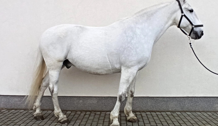 Strážníci nabízejí k odprodeji svého koně. Může být i váš