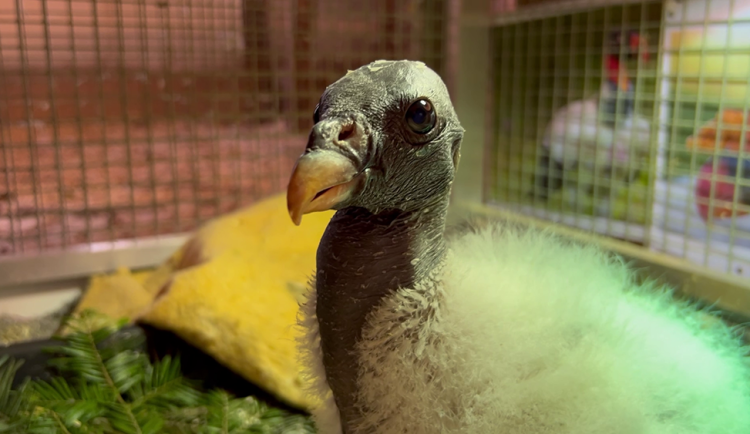 VIDEO: Maňásek servíruje natrávené myši. Zoo Olomouc ukázala krmení mláděte vzácného kondora