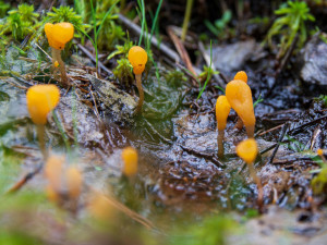 Podmáčená louka se vzácnými masožravkami v Brdech se stala novou přírodní památkou