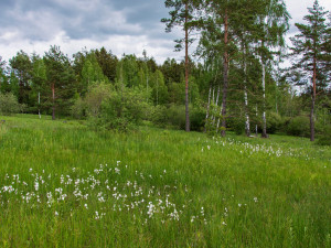 Podmáčená louka se vzácnými masožravkami v Brdech se stala novou přírodní památkou