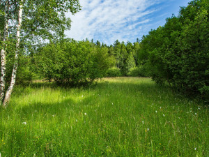 Podmáčená louka se vzácnými masožravkami v Brdech se stala novou přírodní památkou