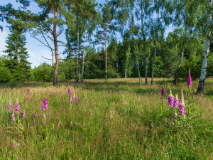 Podmáčená louka se vzácnými masožravkami v Brdech se stala novou přírodní památkou