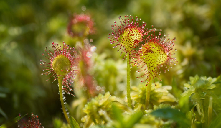 Podmáčená louka se vzácnými masožravkami v Brdech se stala novou přírodní památkou