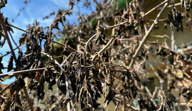 Takto dubnový mráz zlikvidoval na jedné zahradě na Plzeňsku keř kiwi, který má jinak každý rok celou řadu plodů
