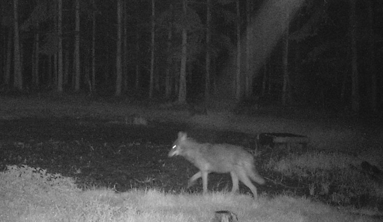 Fotopast zachytila vlka v lesích u Dobřan, město varuje pejskaře, aby měli mazlíčky na vodítku