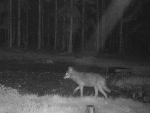 Fotopast zachytila vlka v lesích u Dobřan, město varuje pejskaře, aby měli mazlíčky na vodítku
