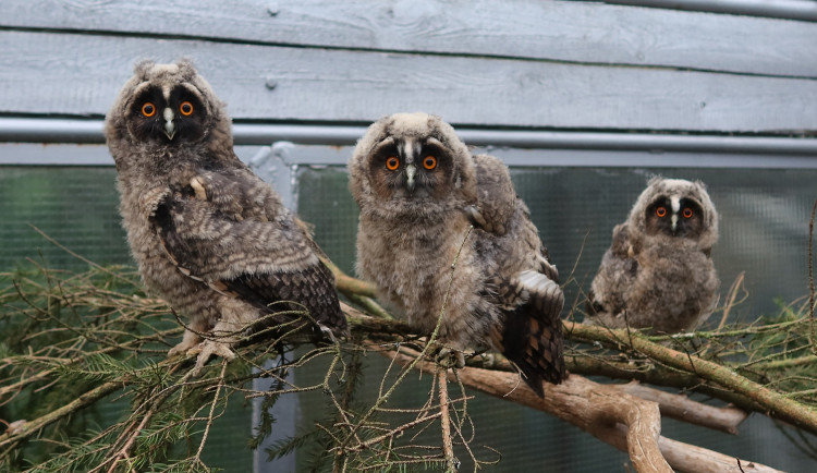 Nalezená a zachráněná mláďata kalouse ušatého v záchranné stanici