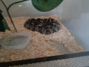 Chovatel, kterého uštkla a málem usmrtila exotická zmije, měl doma další tři jedovaté hady