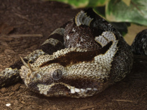 Zmije nosorohá, zdroj: Wikimedia Commons/Holger Krisp