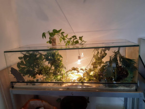 Chovatel, kterého uštkla a málem usmrtila exotická zmije, měl doma další tři jedovaté hady