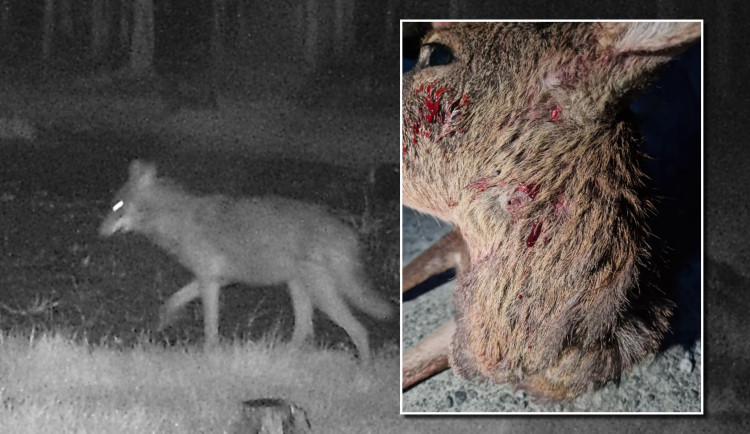 Vlk se zřejmě pohybuje i na území Plzně, starosta Litic zveřejnil fotku usmrcené srnky