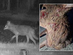 Vlk se zřejmě pohybuje i na území Plzně, starosta Litic zveřejnil fotku usmrcené srnky