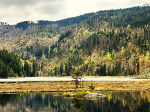 Malé Javorské jezero vás uchvátí krásou tří plovoucích ostrovů. Stromy v okolí ale zdevastoval kůrovec a následná těžba