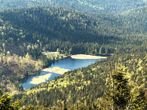 Malé Javorské jezero vás uchvátí krásou tří plovoucích ostrovů. Stromy v okolí ale zdevastoval kůrovec a následná těžba