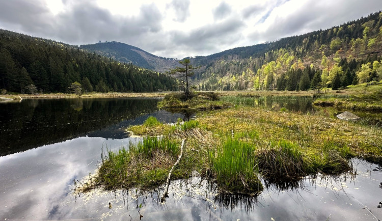 Malé Javorské jezero vás uchvátí krásou tří plovoucích ostrovů. Stromy v okolí ale zdevastoval kůrovec a následná těžba