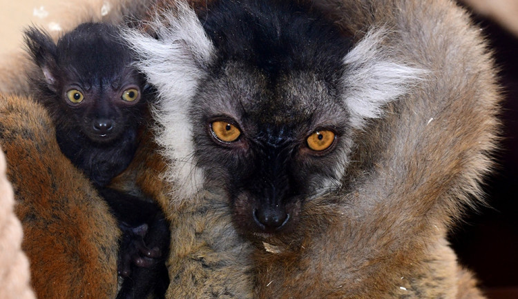 V zoo na Svatém Kopečku se narodila dvojčata lemurů tmavých. Po osmileté pauze