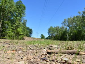 Stromy pod elektrickým vedením v největším městském parku musely pryč, nahradila je rozlehlá louka