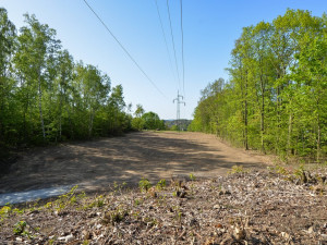 Stromy pod elektrickým vedením v největším městském parku musely pryč, nahradí je rozlehlá louka