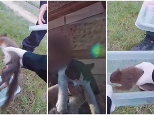 VIDEO: Strážníci zachraňovali uvízlou kočku i poraněnou veverku