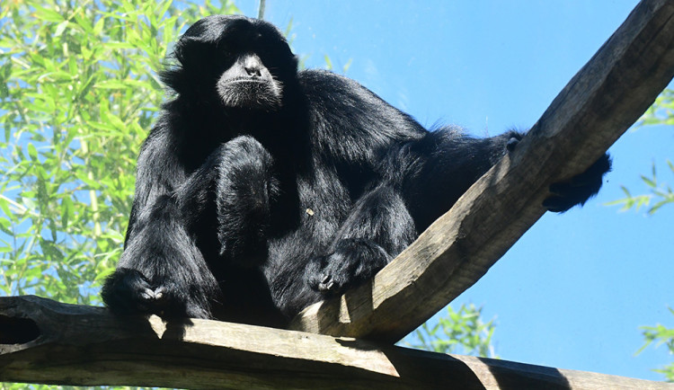 V pavilonu opic zpívá giboní pár. Zoo Olomouc získala samici z Anglie