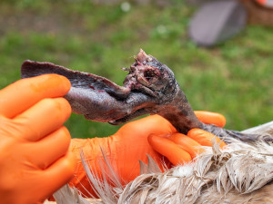 Hnízdící samici labutě napadl pes a způsobil jí otřesné zranění, které nepřežila. Hledají se svědci události