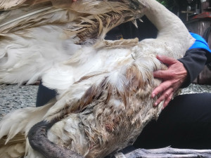 Hnízdící samici labutě napadl pes a způsobil jí otřesné zranění, které nepřežila. Hledají se svědci události