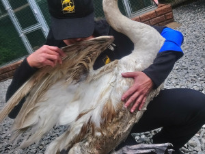 Hnízdící samici labutě napadl pes a způsobil jí otřesné zranění, které nepřežila. Hledají se svědci události