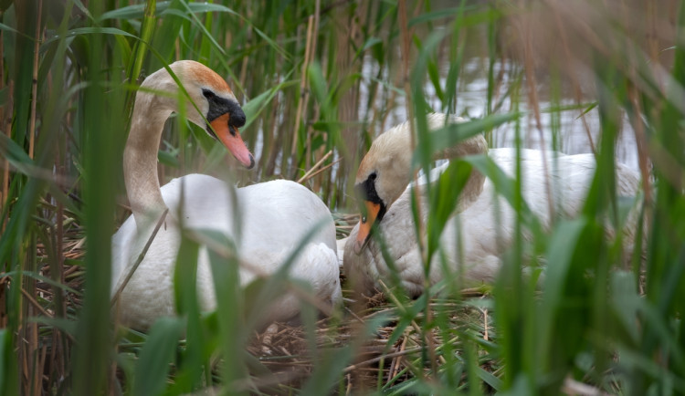 Na tomto snímku je ještě šťastná labutí rodina na hnízdě s vejci