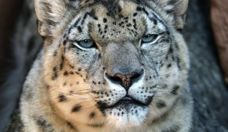 Elegantní levhart sněžný Naschan oslavil 20. narozeniny, jde o nejstarší kočkovitou šelmu v plzeňské zoo