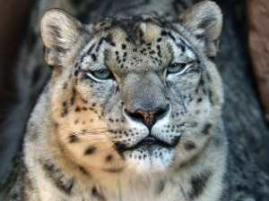Elegantní levhart sněžný Naschan oslavil 20. narozeniny, jde o nejstarší kočkovitou šelmu v plzeňské zoo