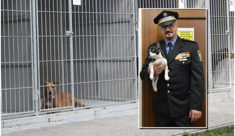 Zájem je o mladé psy malých plemen a štěňata. Staří a velcí psi mají často smůlu