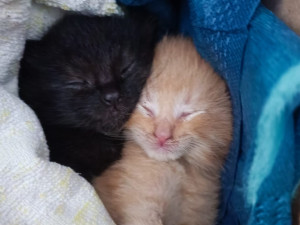 Překvapení záchranáři se nestačili divit. Vezli v sanitce dva černé pasažéry, malá koťátka