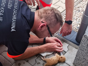 Překvapení záchranáři se nestačili divit. Vezli v sanitce dva černé pasažéry, malá koťátka
