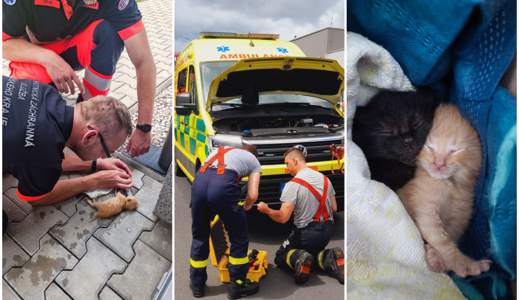 Překvapení záchranáři se nestačili divit. Vezli v sanitce dva černé pasažéry, malá koťátka