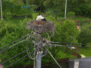 Čápa usmrtil vlak a začal závod s časem. Šlo o záchranu čerstvě vylíhnutých čápat, kterým hrozila smrt hladem