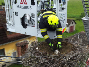 Hasiči snesli mláďata z hnízda