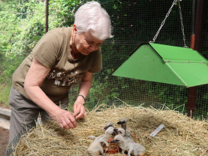 O mláďata teď pečují v záchranné stanici