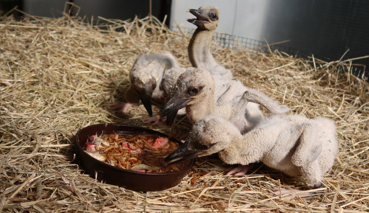 Dnes už se čapím mláďatům vede dobře v záchranné stanici a čeká je adopce na jiná hnízda