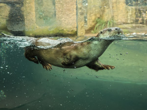Chovatelům v plzeňské zoo dělají radost dvě vydří mláďata, jedná se o výjimečnou událost
