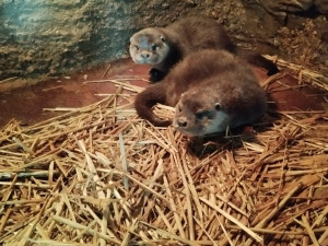 Chovatelům v plzeňské zoo dělají radost dvě vydří mláďata, jedná se o výjimečnou událost