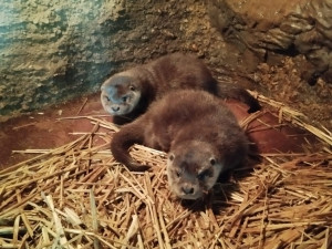 Chovatelům v plzeňské zoo dělají radost dvě vydří mláďata, jedná se o výjimečnou událost