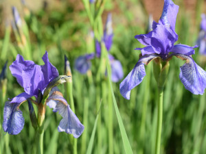 foto: Radka Matulová