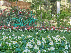 Květinová instalace plzeňských zahradníků zLetovisko Cervia teď hýří barvami