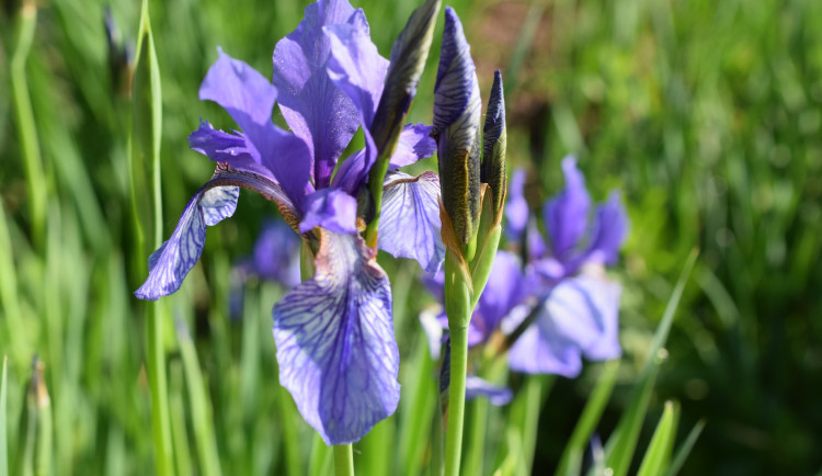 foto: Radka Matulová